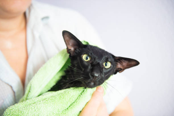 istock Black wet cat in towel after bath 1434467656