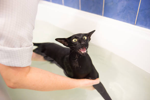 Black cat in water taking bath stock photo