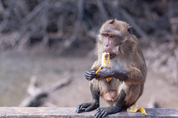 The monkey in the garden, Bali island, Indonesia