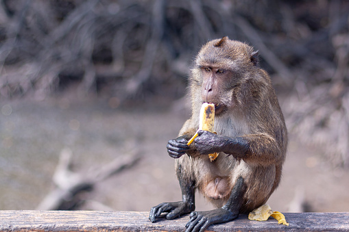 Funny macaque monkey eats a banana sitting on railing. Paws in mud, brown coat. Selective focus, blurred background. Horizontal image.