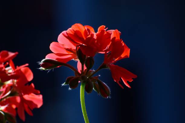 istock Closeup shot of red geraniums on the blurry background 1434471018
