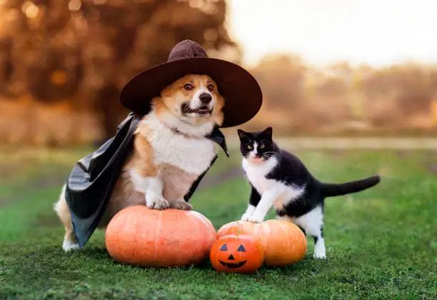 Photo of cute friends a cat and a corgi dog in a carnival black cap and raincoat are sitting among orange Halloween pumpkins in the autumn garden