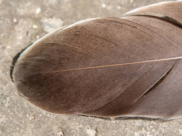 istock Close-up of a bird's feather. 1434473095