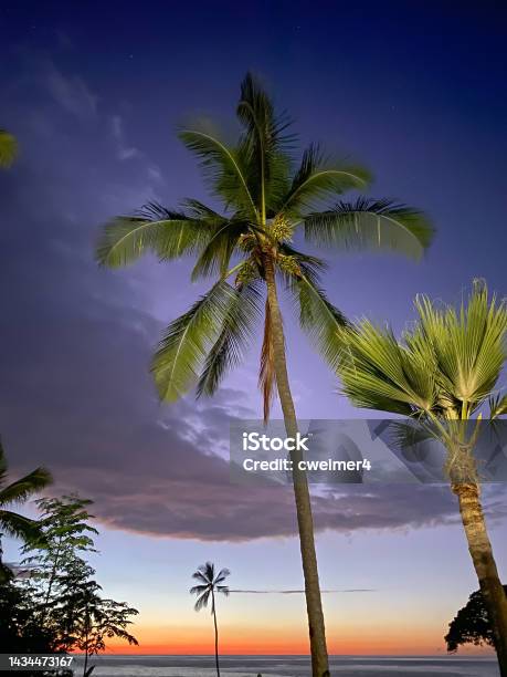 Purple Sunset With Ocean And Palm Trees Stock Photo - Download Image Now - Kona, Hawaii Islands, Sunset