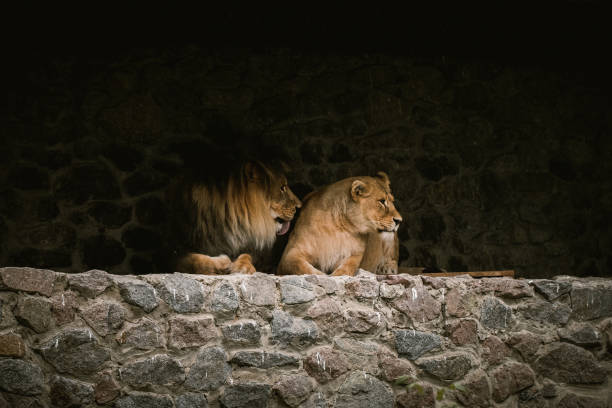 big lion with her lioness having a rest in a zoo. big wild cats in captivity - animal captivity building imagens e fotografias de stock