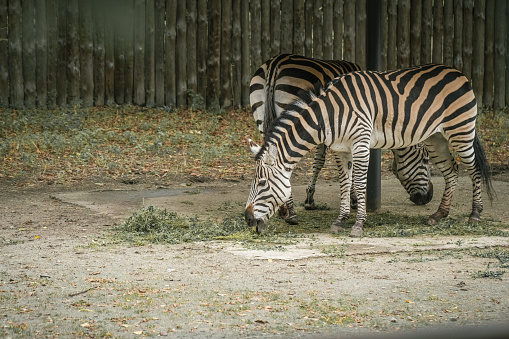 Zebras eat grass at the zoo. zebras graze in the zoo. Blurred background