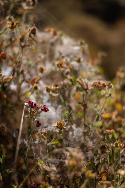 Closeup shot of dried red everlasting plants covered in dense spiderweb in the field A closeup shot of dried red everlasting plants covered in dense spiderweb in the field helichrysum sanguineum stock pictures, royalty-free photos & images