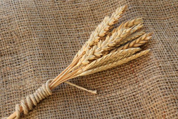 istock sheaf of wheat ears 1434476380