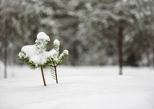Small pine tree in snowdrift