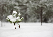 Winter background with small pine tree sapling under snow