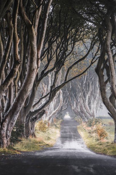 istock The Dark Hedges, Co Antrim, Northern Ireland 1434480756