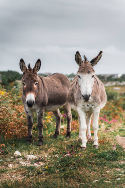 1,000+ Free Donkey &amp; Nature Images - Pixabay