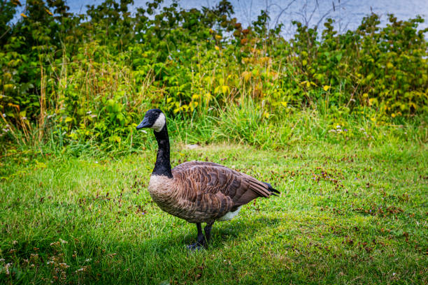 duck at a lake in Canada