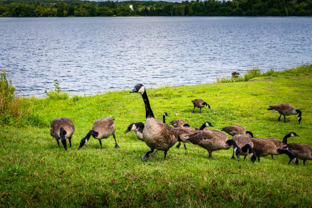 istock ducks at Fairy Lake in Canada 1434482368