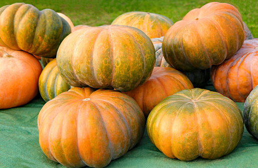 Varity of pumpkins and gourds ready to be picked for Halloween and Thanksgiving holiday decorations.