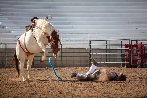 A male horseback rider falls forward face-first off a white horse bucking inside an arena on a sunny day.