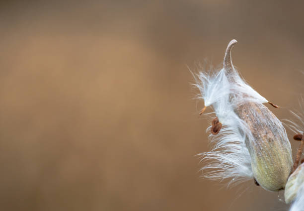 Close-up view of a milkweed seed pod