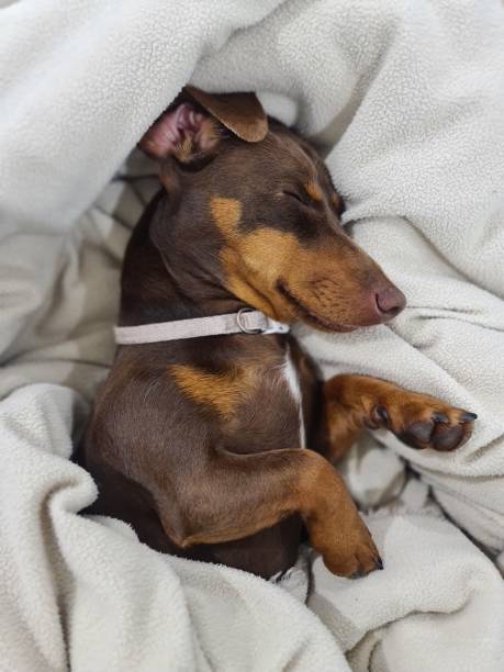 istock Vertical closeup of a Dachshund lying and sleeping on the soft bed 1434484429