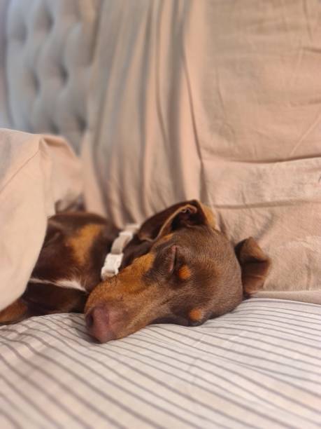 istock Vertical closeup of a Dachshund lying and sleeping on the soft bed 1434484430