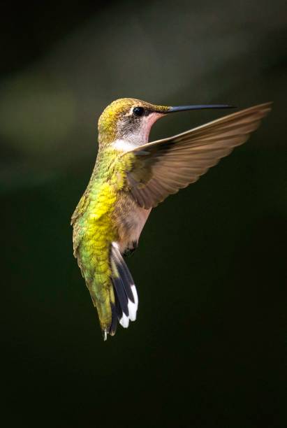 az hummingbird 32 stock photo