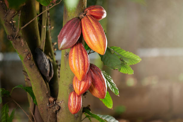 istock Hanging orange color cocoa pod 1434486574