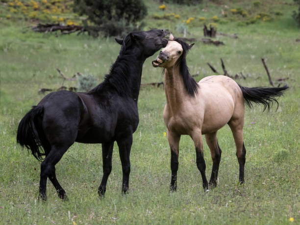 istock Wild Horses Heber Arizona 1434487240