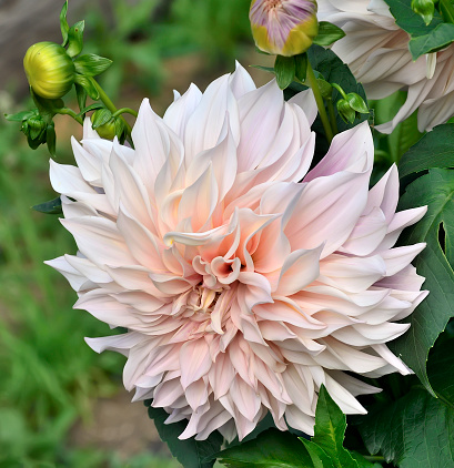 Amazing perfection of Dahlia flower variety Cafe au Lait growing in summer garden close up.  Decorative tender cream light rose dahlia flower, dinnerplate shape, elegant and very big