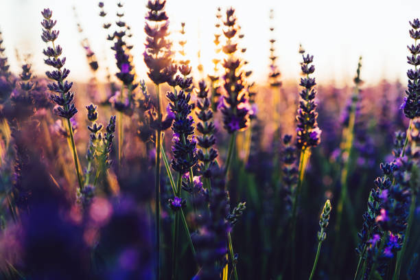 istock Beautiful lavandula rows on flowers fields during summer time with light breathtaking sunset, essential cultivation of purple blossom for medical or aromatic perfumes, scent aromatherapy blooming 1434488104