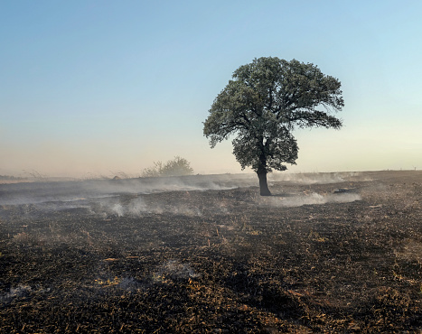 Lone tree in burnt field