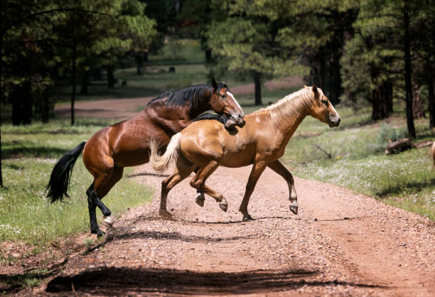 istock Wild Horses Heber Arizona 1434489838