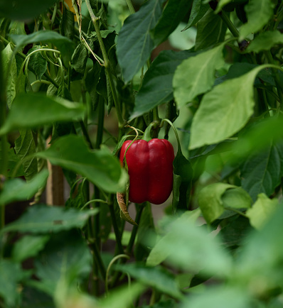 bell peppers with vegetables in the garden isolated close up