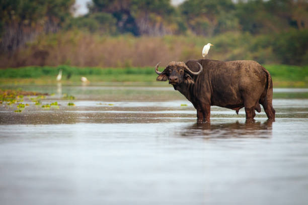 Buffalo Buffalo with white heron on the back african buffalo stock pictures, royalty-free photos & images