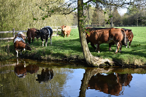 Group Of Cow, Lake, Tree Scene In The Netherlands Europe