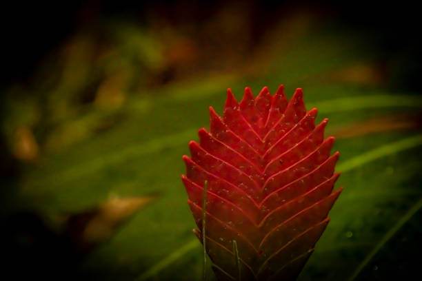 Big red tropical leaf with dark green background in autumn fresh evening