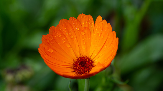 Orange marigold flower in dew drops, close-up. Autumn. Web banner.