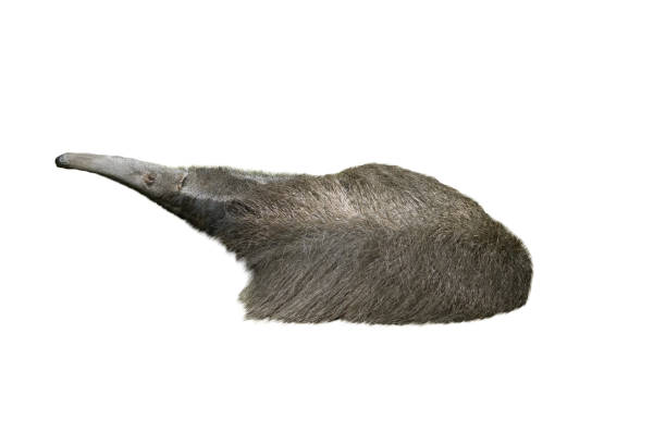 istock anteater, Myrmecophaga tridactyla, isolated on white background 1434494829