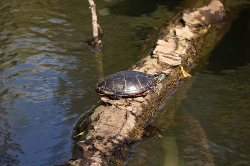 A high angle shot of an aquatic turtle on a wooden log in a pond