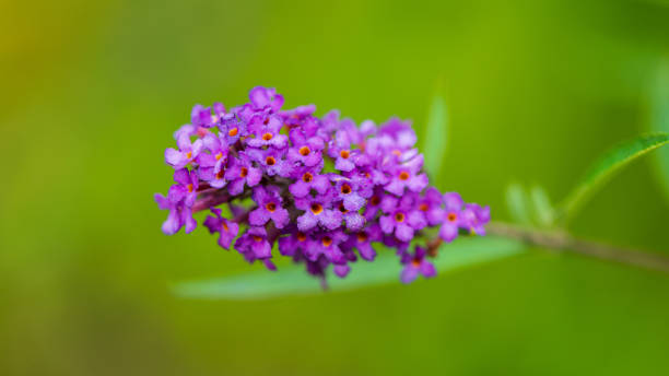 istock Violet budley flowers on a green background. 1434494894