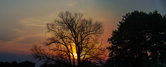 Silhouette of a dry tree against the sky during sunset. Spring. Web banner.
