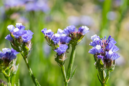 Macro shot of wavyleaf sea lavender (limonium sinuatum) flowers in bloom