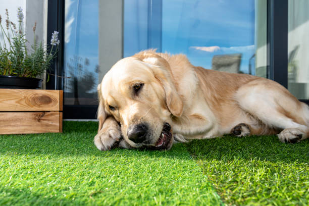 A young male golden retriever is eating a bone outside in front of a patio window on artificial grass. stock photo