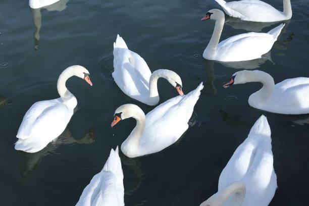 istock White swans swimming on lake. Elegance and sophistication concept 1434497882