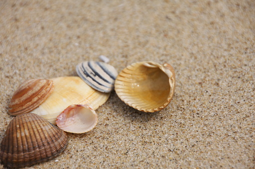 different shells on the beach as a background