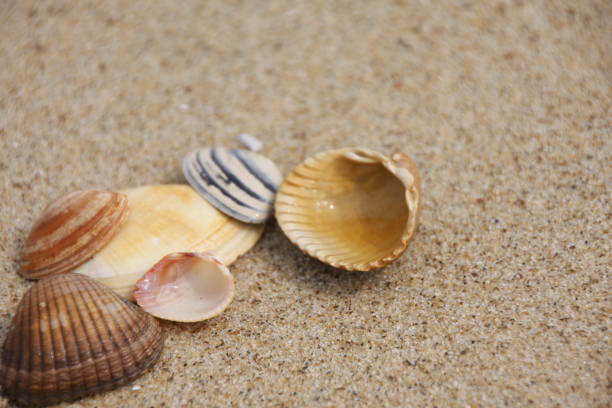different shells on the beach as a background different shells on the beach as a background with space for text collection clam stock pictures, royalty-free photos & images