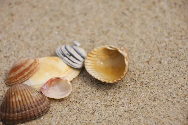 different shells on the beach as a background with space for text