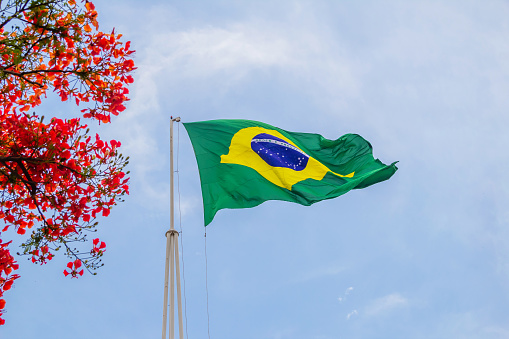 Goiânia, Goias, Brazil – October 18, 2022: Brazil flag fluttering in the wind with Flamboyant flowers on the side and blue sky in the background.