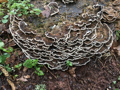 A Turkey tail fungus on an old stump in March (Trametes versicolor)