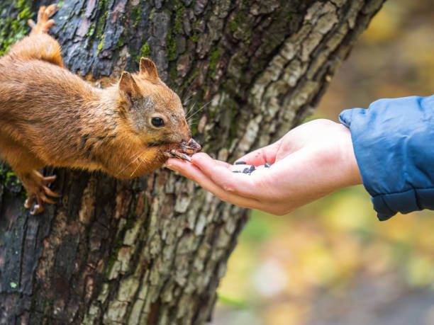 istock The boy feeds a squirrel with nuts from a hand in the wood 1434500047