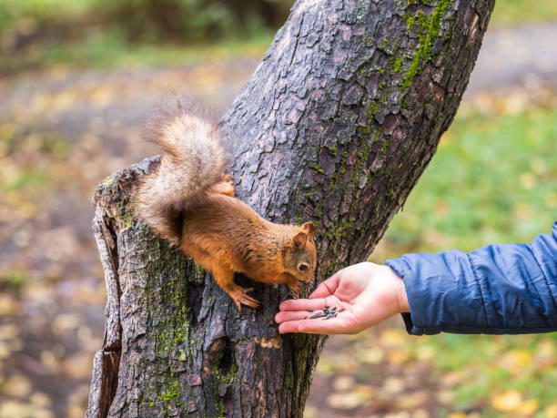 istock The boy feeds a squirrel with nuts from a hand in the wood 1434500052