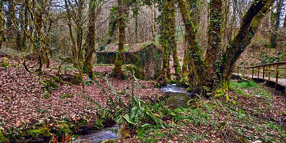 old water mill for cereal flour covered with moss and vegetation between the native forest with willows and oaks and the stream, the ground covered with dry leaves and hunmus one autumn day, Ordenes Galicia, Spain